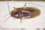 Phylus coryloides Josifov & Kerzhner, 1972 [paratype]