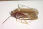 Phylus coryloides Josifov & Kerzhner, 1972 [paratype]