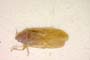Cryptostemma roubali Josifov, 1967 [paratype]