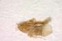 Cryptostemma carpaticum Josifov, 1967 [paratype]