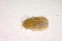 Cryptostemma gracile Josifov, 1967 [paratype]