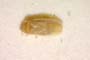 Cryptostemma gracile Josifov, 1967 [paratype]