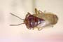 Geocoris megacephalus creticus Josifov, 1968 [paratype]