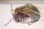 Geocoris megacephalus creticus Josifov, 1968 [paratype]