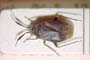 Heterocordylus cytisi Josifov, 1958 [paratype]
