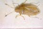 Cymus elegans Josifov & Kerzhner, 1978 [paratype]