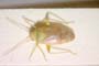 Dichrooscytus gustavi Josifov, 1981 [paratype]