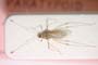 Gampsocoris culicinus Seidenstücker, 1965 [paratype]