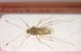Gampsocoris culicinus Seidenstücker, 1965 [paratype]