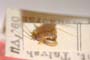 Orthonotus kiritshenkoi Josifov, 1964 [paratype]