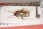 Orthonotus pseudoponticus Josifov, 1964 [paratype]