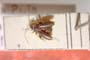 Orthonotus pseudoponticus Josifov, 1964 [paratype]