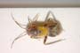 Pilophorus dianae Josifov, 1989 [paratype]