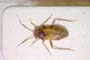 Pilophorus benjamin Rieger, 1984 [paratype]