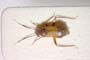 Pilophorus benjamin Rieger, 1984 [paratype]