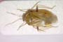 Lygus dracunculi Josifov, 1992 [paratype]