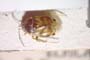 Deraeocoris onphoriensis Josifov, 1992 [paratype]