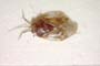 Isometopus longirostris Josifov, 1993 [paratype]