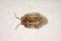 Isometopus longirostris Josifov, 1993 [paratype]