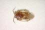 Isometopus longirostris Josifov, 1993 [paratype]