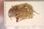 Macrotylus soosi Josifov, 1962 [paratype]