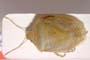 Acrosternum malickyi Josifov & Heiss, 1989 [paratype]
