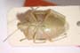 Acrosternum malickyi Josifov & Heiss, 1989 [paratype]
