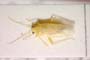 Orthotylus tenellus meridionalis Josifov, 2006 [holotype]