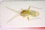 Blepharidopterus mesasiaticus Josifov, 1993 [paratype]