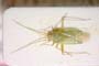 Blepharidopterus mesasiaticus Josifov, 1993 [paratype]
