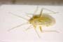 Blepharidopterus mesasiaticus Josifov, 1993 [paratype]