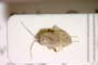 Compsidolon balcanicum Josifov, 1993 [holotype]