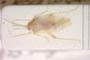 Compsidolon hyppophaes Muminov, 1979 [paratype]