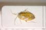 Psallus faniae Josifov, 1974 [paratype]