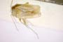 Tuponia eckerleini orientalis Wagner, 1955 [paratype]