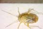 Dichrooscytus asanovae Josifov, 1974 [paratype]