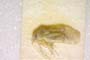 Dichrooscytus asanovae Josifov, 1974 [paratype]