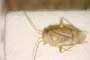 Dichrooscytus asanovae Josifov, 1974 [paratype]
