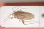 Phytocoris pseudoscytulus Josifov, 1974 [holotype]