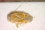 Psallus milenae Josifov, 1974 [paratype]