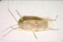 Tuponia ayasensis Wagner, 1963 [paratype]