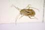Dichrooscytus persicus Josifov, 1974 [paratype]