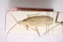 Miridius longiceps Wagner, 1955 [paratype]