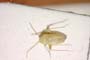 Tuponia dalmatina Wagner, 1955 [paratype]