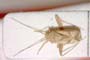 Phytocoris dichrooscytoides Josifov, 1974 [paratype]