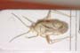 Phytocoris dichrooscytoides Josifov, 1974 [paratype]