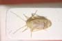 Dichrooscytus seidenstueckeri Josifov, 1974 [paratype]
