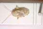 Dichrooscytus seidenstueckeri Josifov, 1974 [paratype]
