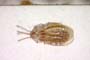Derephysia bucharensis Josifov, 1969 [paratype]