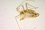 Phytocoris muminovi Josifov, 1974 [paratype]